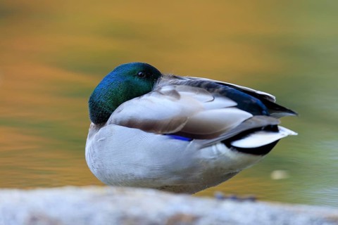 The drake resting on a stone with its head retracted, warm bokeh and soft autumn colors in the