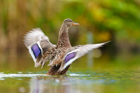 The duck flaps its wings dynamically, the purple-blue wing mirror flickers in green bokeh, mallard
