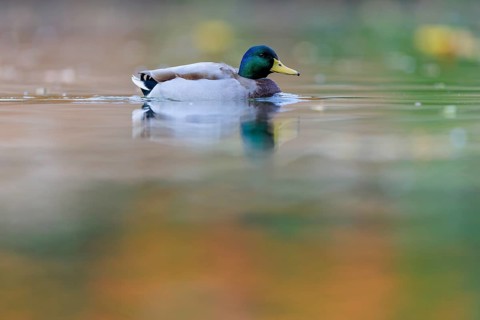 Mallard drake on still water with soft reflections, soft shades of green and orange, calm, dreamy