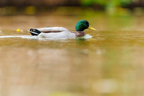 Mallard drake glides calmly through golden water, soft background and soft autumn colors, mallard