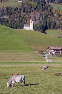 Cows graze in a meadow, behind it a church with a red tower against wooded alpine slopes, Drau