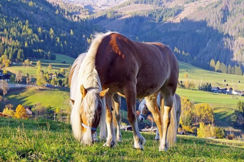 Haflingers graze on a mountain meadow in front of autumnal Alps and a sunny valley, Toblach, Drau