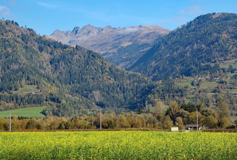A yellow flower field sprawls out in front of wooded slopes, behind them are rocky peaks in clear