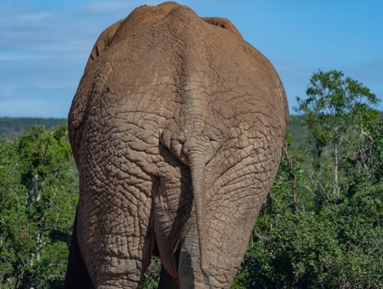 Elephant in the wild and savanna landscape of Africa Elephant in the wild and savannah landscape of