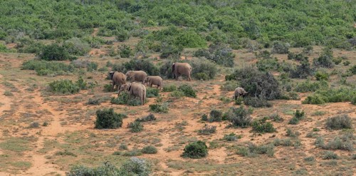 Herd of elephants in the wild and savanna landscape of Africa Herd of elephants in the wild and