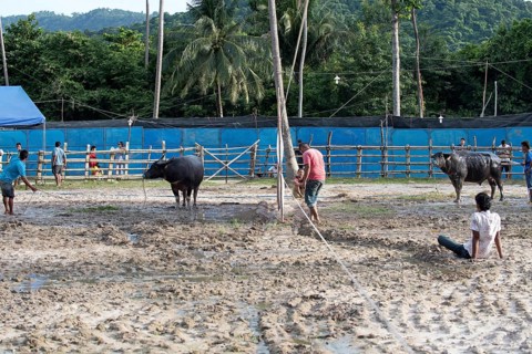 Thailand, fighting Buffalo (Bubalus bubalis), just before the fight