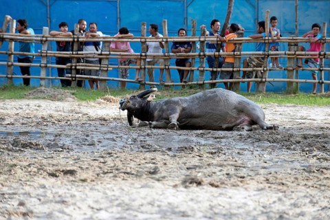 Thailand, fighting Buffalo (Bubalus bubalis), preparation before the fight, bull rolling in the mut