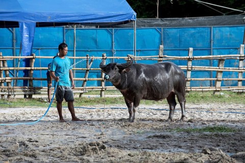Thailand, fighting Buffalo (Bubalus bubalis), preparation before the fight