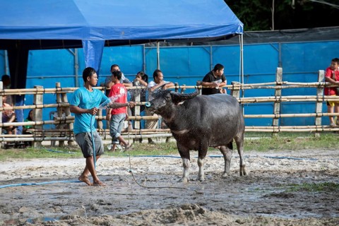 Thailand, fighting Buffalo (Bubalus bubalis), preparation before the fight