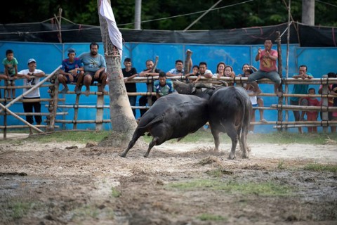 Thailand, fighting Buffalo (Bubalus bubalis), Fighting