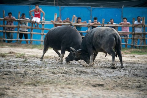 Thailand, fighting Buffalo (Bubalus bubalis), Fighting