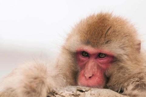 Japanese macaque or snow japanese monkey (Macaca fuscata) portrait, Japan