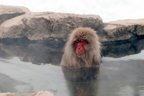 Japanese macaque or snow japanese monkey (Macaca fuscata) bath in onsen, Japan