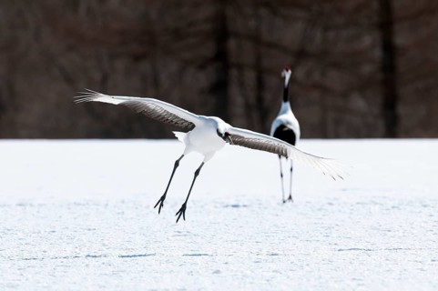 Japanese crane, Red-crowned crane (Grus japonensis) landing, Japan