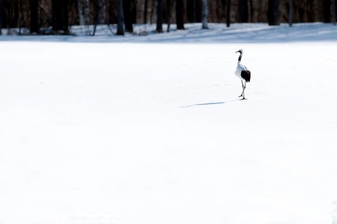 Japanese crane, Red-crowned crane (Grus japonensis), Japan