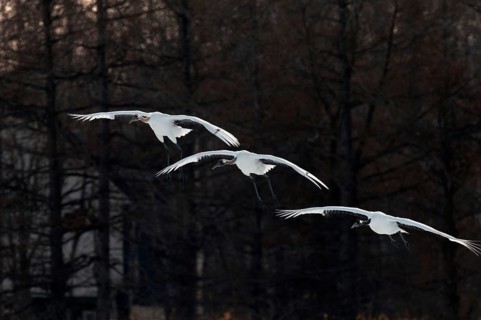 Japanese crane, Red-crowned crane (Grus japonensis) adult and youngs flying, Japan