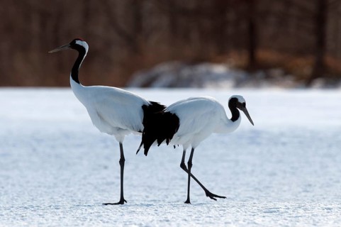 Japanese crane, Red-crowned crane (Grus japonensis) couple, Japan