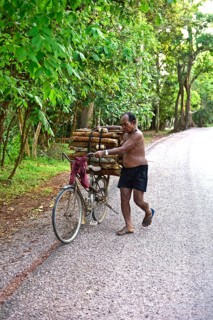 Cambodia, Siem Reap, Transport of wood with bicycle