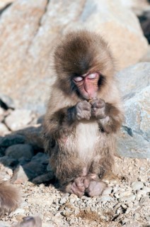 Japanese macaque or snow japanese monkey, baby eating (Macaca fuscata), Japan