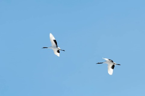 Japanese crane, Red-crowned crane (Grus japonensis), Flying, Japan