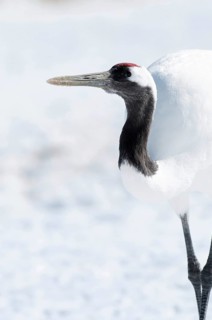 Japanese crane, Red-crowned crane (Grus japonensis), Japan