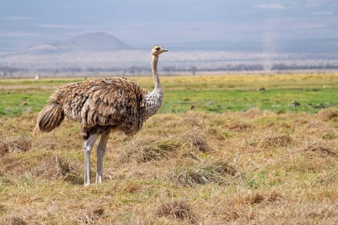 African ostrich, Maasai ostrich (Struthio camelus massaicus), adult female, in the savanna,