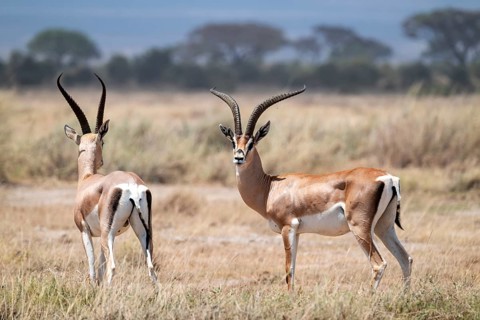 Southern Grant Gazelle (Nanger granti), two adult males, Amboseli National Park, Rift Valley