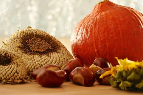 Autumn still life with pumpkin, sunflowers, chestnuts, October, Germany