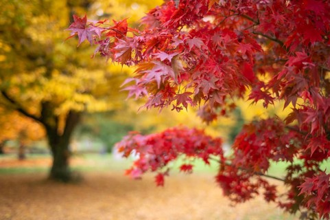 Maple, maple tree, red, autumn leaves, leaves, main cemetery, autumn, autumn, Stuttgart,