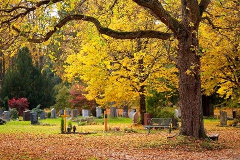 Grave, graves, tombstones, tree, autumn leaves, leaves, main cemetery, autumn, autumn mood,