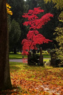 Maple, maple tree, red, trees, grave, graves, tombstones, park, autumn leaves, main cemetery,