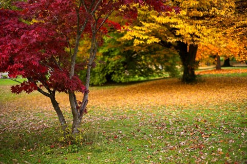 Maple tree, red, trees, park, autumn leaves, leaves, main cemetery, autumn, autumn, autumn mood,