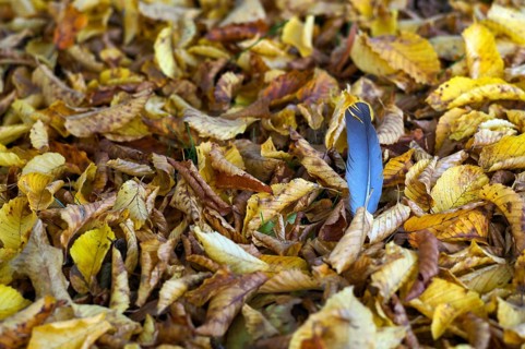 Dove feather, plume of a dove, lying in autumn leaves, main cemetery, autumn, Stuttgart,