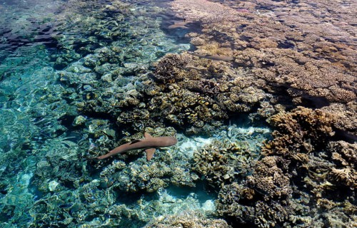 Blacktip reef shark over the corals of Fakarava, South Seas, Tahiti, French Polynesia