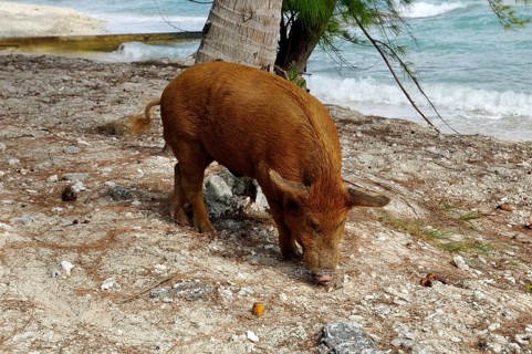Pig, wild boar on Rangiroa beach in the South Pacific, Tahiti, French Polynesia