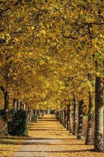 Alley with linden trees in autumn color and with yellow leaves on the ground in Ystad, Skåne