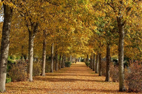 Alley with linden trees in autumn color and with yellow leaves on the ground in Ystad, Skåne