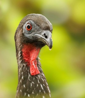 Crested Guane (Penelope purpurascens) portrait photo, La Fortuna, Costa Rica, Central America