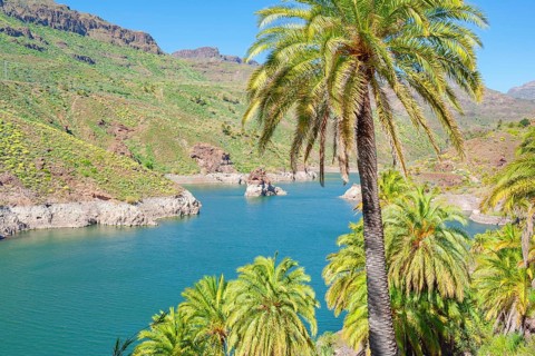 Palm trees, Presa de la Sorrueda, Gran Canaria, Canary Islands, Spain
