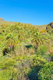 Oasis, Santa Lucía de Tirajana, Gran Canaria, Canary Islands, Spain