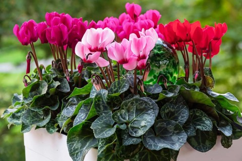 Ivy leaf or Neapolitan cyclamen (Cyclamen hederifolium), Münsterland, North Rhine-Westphalia,