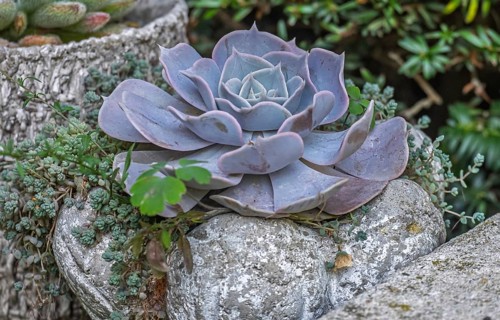Echeveria desmetiana, North Rhine-Westphalia, Germany