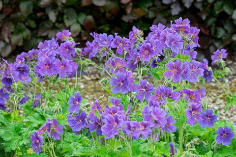 Storkbeak (Geranium), Groningen Province, Netherlands