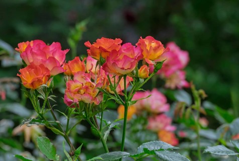 Small shrub rose, the Netherlands