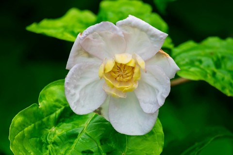 Chinese spice bush (Calycanthus chinensis), flower, Netherlands
