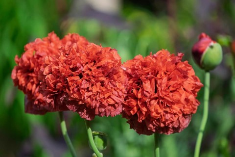 Garden poppy (Papaver), Netherlands