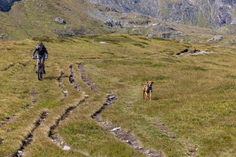 Mountain biker and Vizsla male trail dog, Passo del Sole, Olivone, Tessin, Switzerland