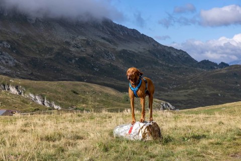 Vizsla male standing on stone with hiking trail markings, Alpe Carorescio, ascent to Passo del