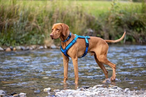 Vizsla male, playing in water, Brenno del Lucomagno, Campra, Blenio, Tessin, Switzerland