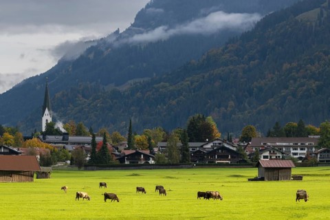Cows, Allgäu brown cattle, pasture at sunrise, Loretto meadows, near Oberstdorf, Allgäu, Bavaria,